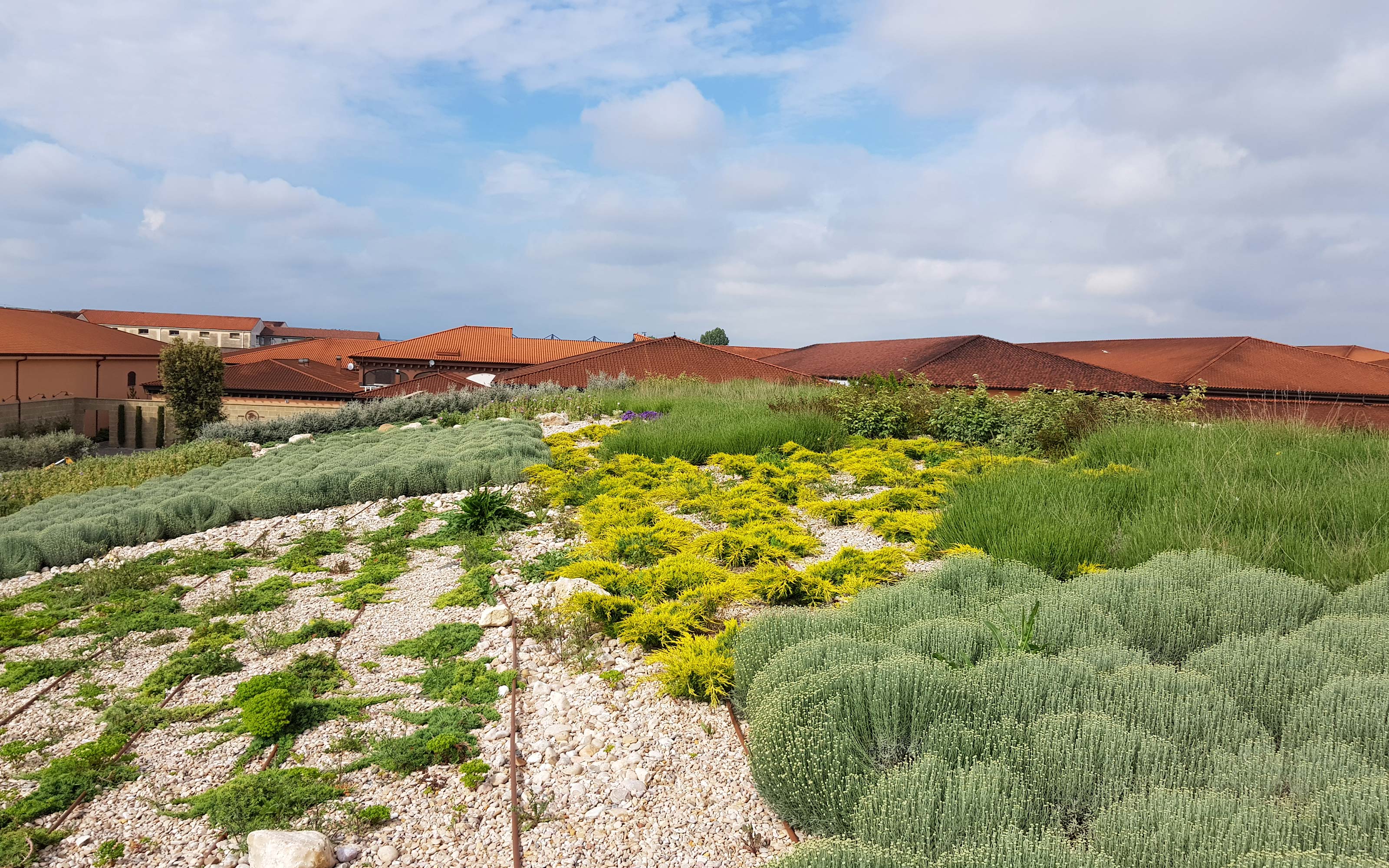 The roof of the entrance building is planted with typical vegetation of this region.  Pitched green roof with mediterranean vegetation